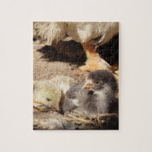 agriculture, animal, art, baby, beak, bird,