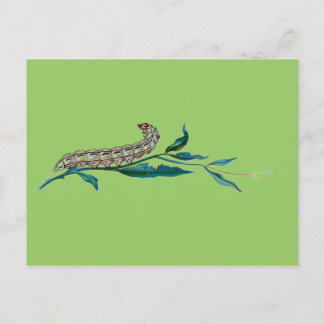 Agrotis pronuba caterpillar postcard