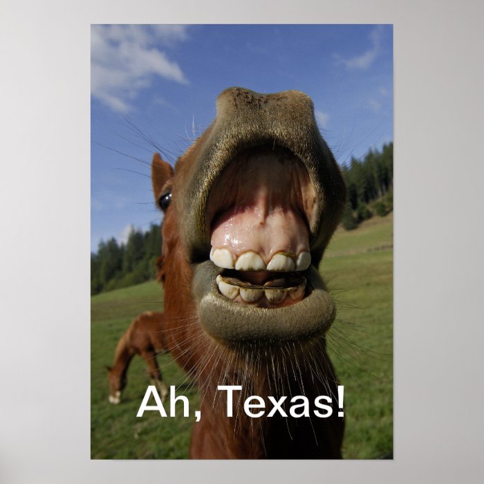 Ah Texas  Horse flapping gums Posters