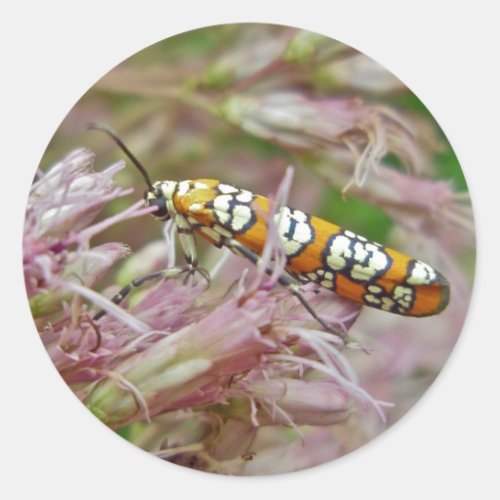 Ailanthus Webworm Moth Atteva punctella Items Classic Round Sticker