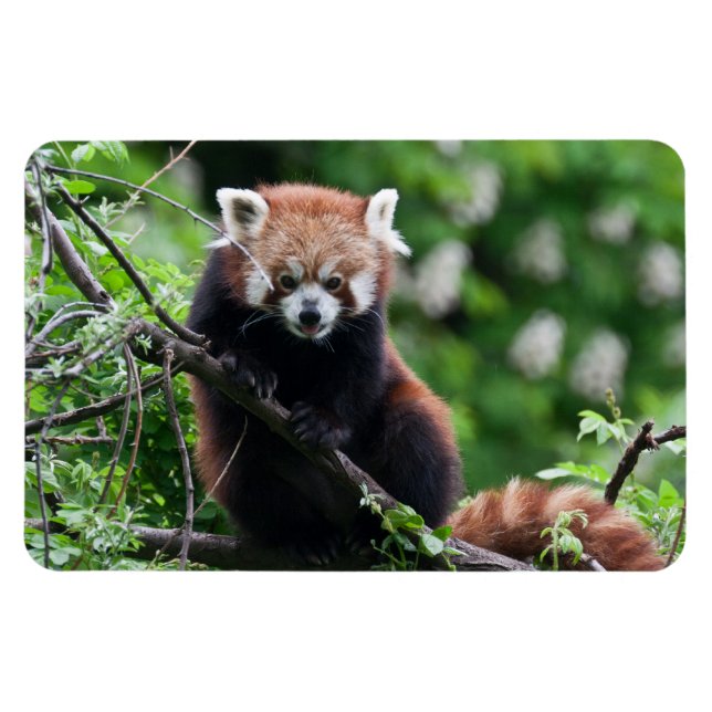Ailurus fulgens magnet (Horizontal)