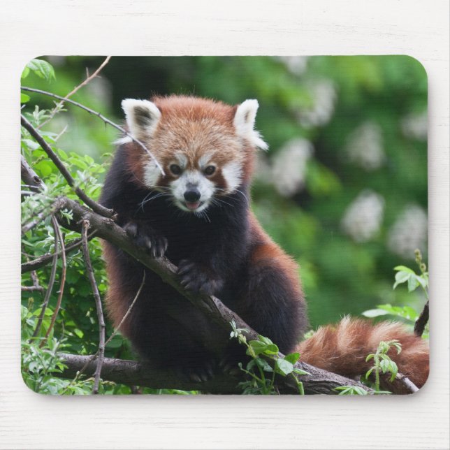Ailurus fulgens mouse pad (Front)
