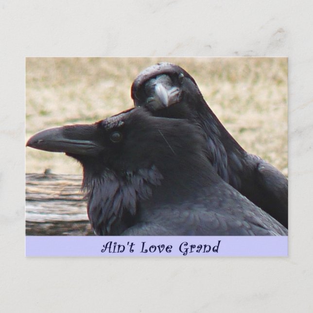 Ain't Love Grand Ravens in love postcard (Front)