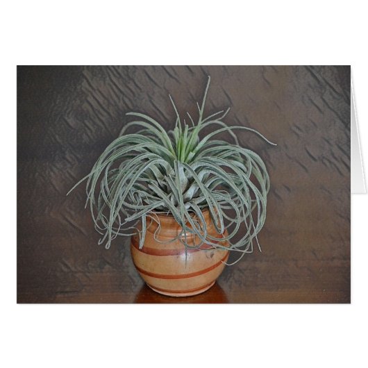Air Plant (Front Horizontal)