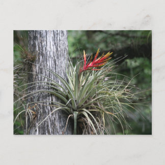 Air Plant Postcard