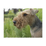 Airedale Postcard