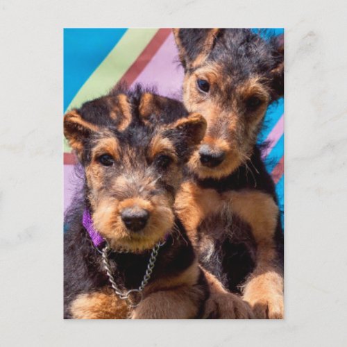 Airedale puppies in a green bucket postcard