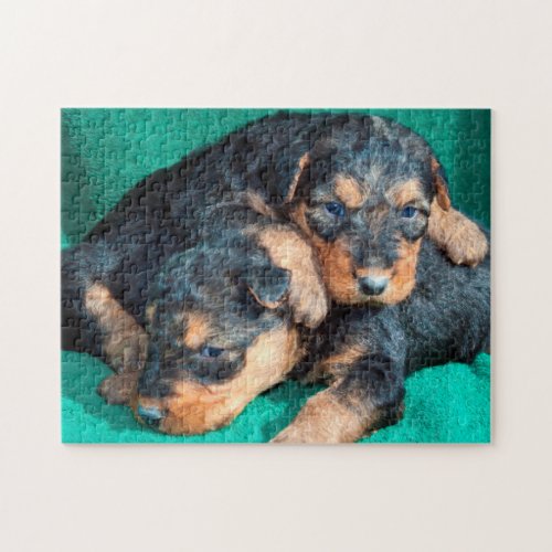 Airedale puppies lying on towel jigsaw puzzle