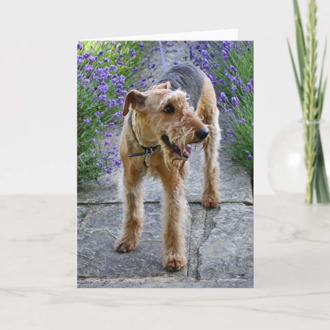 Airedale Terrier Blank Greeting Card (Front)