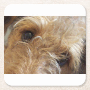 airedale terrier eyes square paper coaster