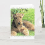 Airedale Terrier Greeting Card