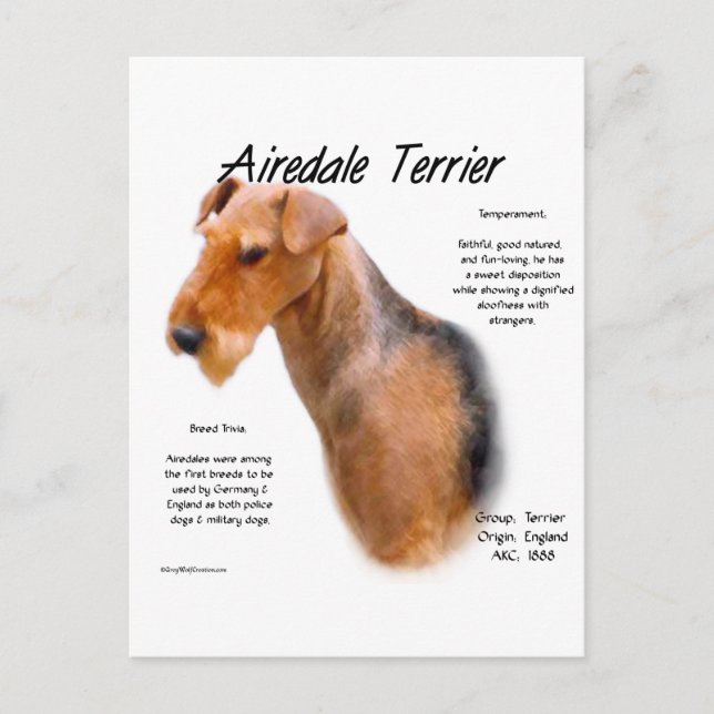 Airedale Terrier History  Postcard (Front)