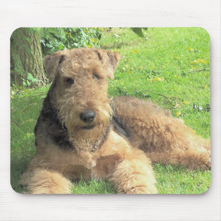 Caroline's Treasures 7345DDM Airedale Terrier - Tappetino per piatti a forma di orsacchiotto, 35,6 x 53,3 cm, multicolore