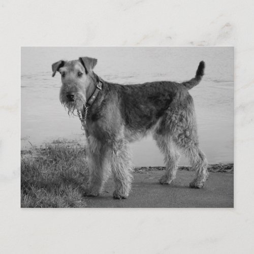 Airedale Terrier Puppy Dog Black  White Postcard