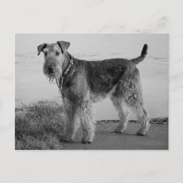 Airedale Terrier Puppy Dog Black & White Postcard (Front)