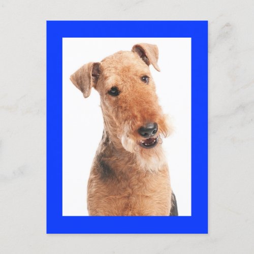Airedale Terrier Puppy Dog Blue Postcard