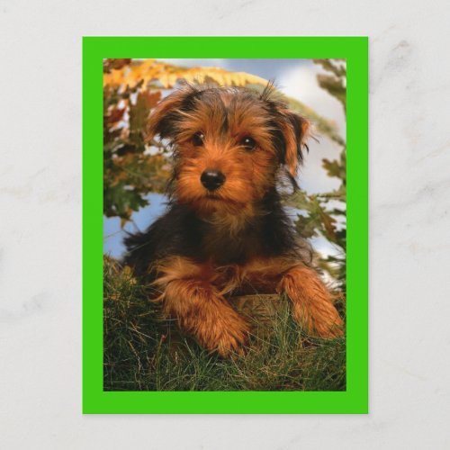 Airedale Terrier Puppy Dog Green Postcard