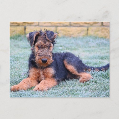 Airedale Terrier Puppy Dog Green Postcard