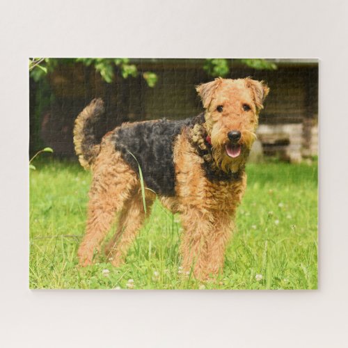 Airedale Terrier Puppy Dog Jigsaw Puzzle