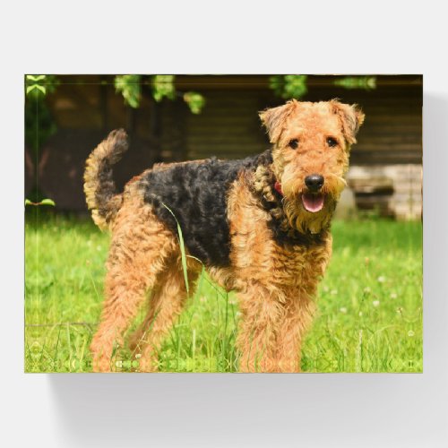 Airedale Terrier Puppy Dog Paperweight