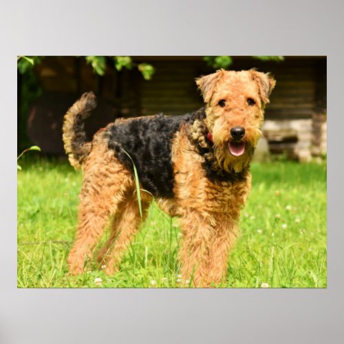 Airedale Terrier Puppy Dog Poster