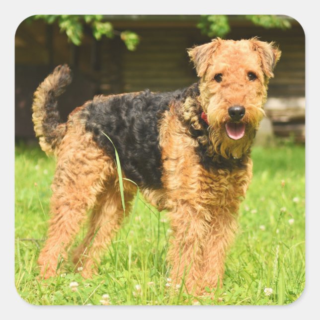 Airedale Terrier Puppy Dog  Square Sticker (Front)