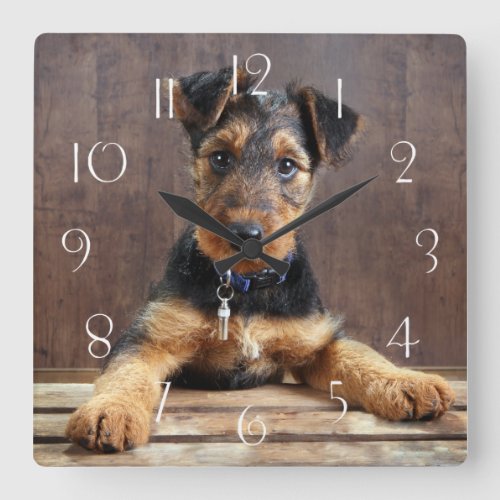 Airedale terrier puppy square wall clock