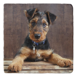 Airedale terrier puppy trivet