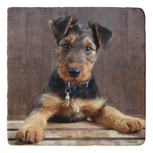 Airedale terrier puppy trivet