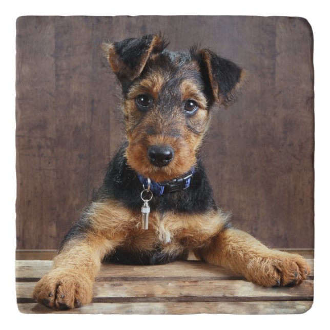 Airedale terrier puppy trivet (Front)
