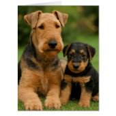 Airedale Terrier With Puppy (Front)