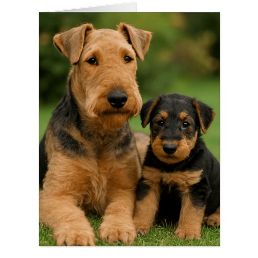 Airedale Terrier With Puppy Cards (Front)