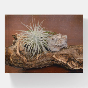 Airplant On Driftwood Paperweight