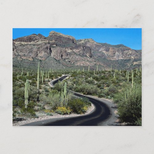 Ajo Mountains Organ Pipe Cactus National Monument Postcard