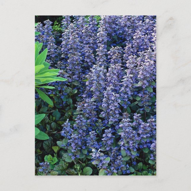 Ajuga reptans - bugleweed postcard (Front)