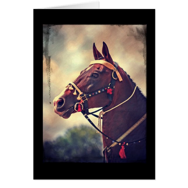 Akhal Teke Cards (Front)