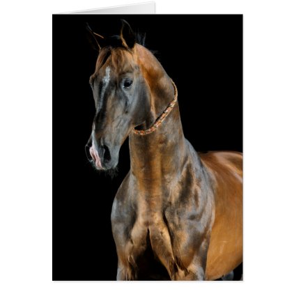 Akhal-Teke Horse Card