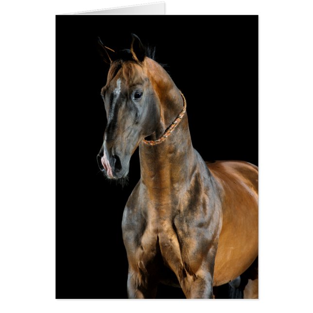 Akhal-Teke Horse Cards (Front)