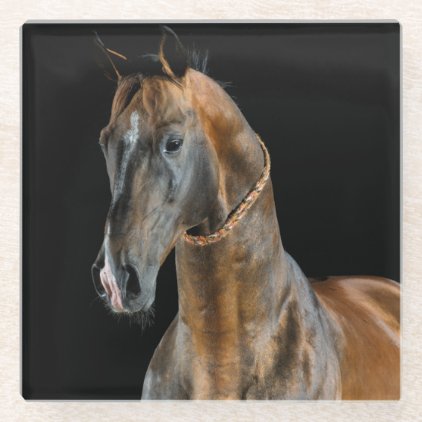 Akhal-Teke Horse Glass Coaster