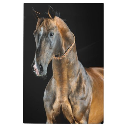 Akhal-Teke Horse Metal Print