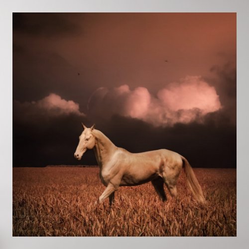 Akhal_teke horse on sunset poster