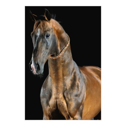 Akhal-Teke Horse Photo Print