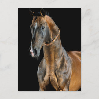 Akhal-Teke Horse Postcard