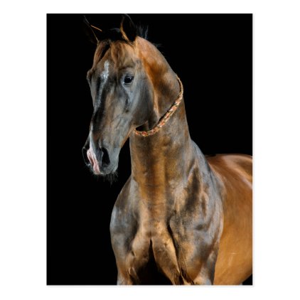 Akhal-Teke Horse Postcard