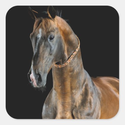 Akhal-Teke Horse Square Sticker