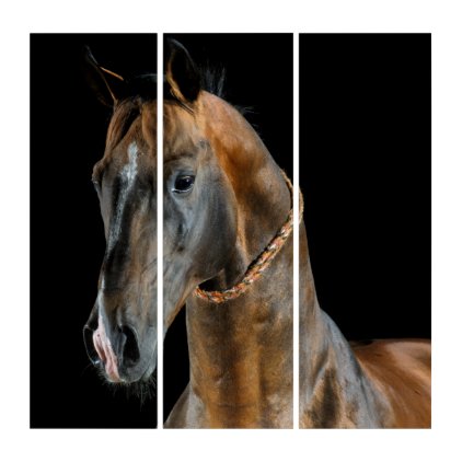 Akhal-Teke Horse Triptych
