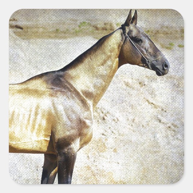 Akhal-teke Square Sticker (Front)
