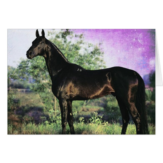 Akhal-teke Stallion Cards (Front Horizontal)
