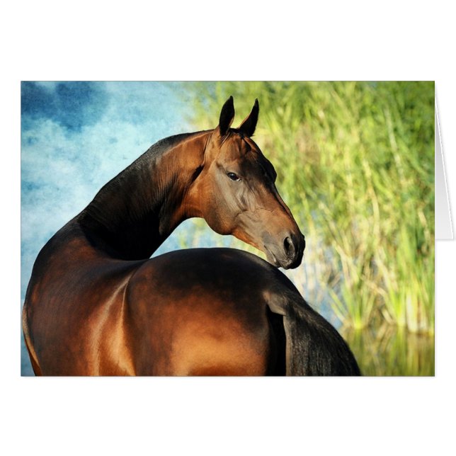 Akhal-teke stallion cards (Front Horizontal)