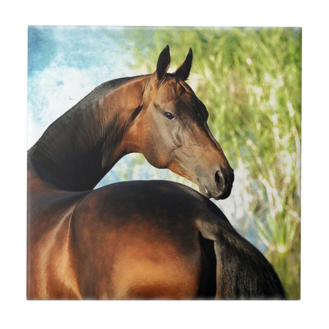 Akhal-teke stallion ceramic tile (Front)